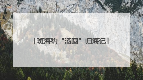 斑海豹“汤圆”归海记